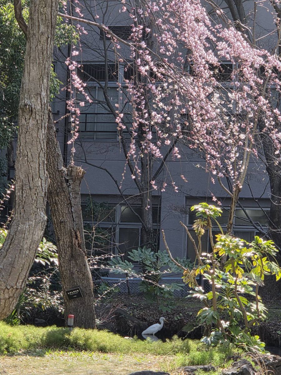 高島陽子 tweet media