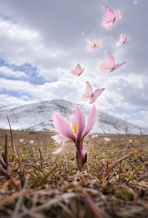 Geoharran's tweet photo. @Sozyuku Her şeye rağmen umutla, inatla gökyüzüne doğru açılan çiğdem çiçekleri.

kelebekler ai ile eklenmiştir.
#bitlis #hizan #çiğdemçiçeği açarken
foto: @Geoharran https://t.co/PPrxv7Umhp