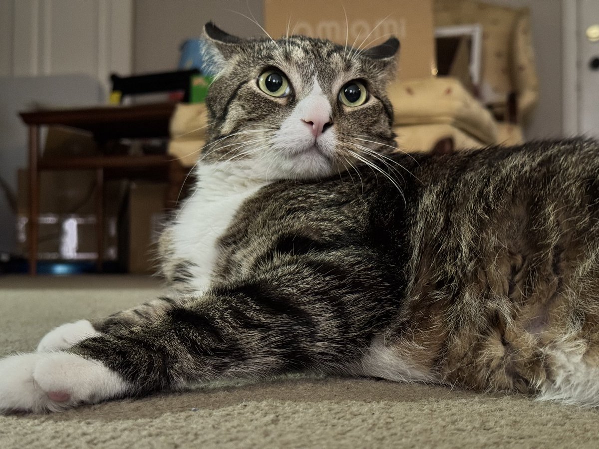 RapidRotation tweet media