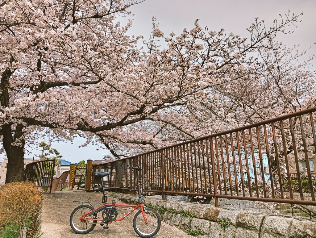 たましか(tada) tweet media