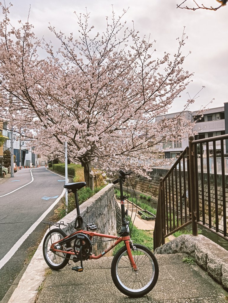 たましか(tada) tweet media