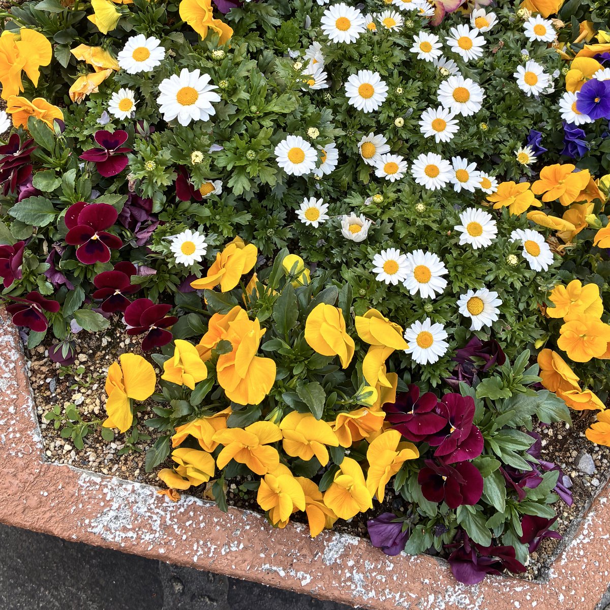 西連寺亜希(さいれんじあき) tweet media