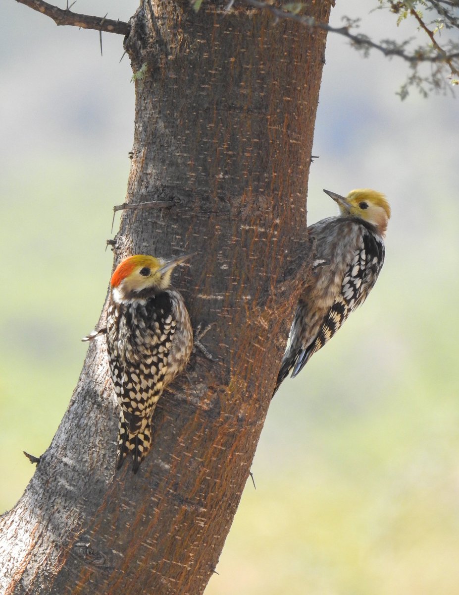 Dipendra Maharshi tweet media