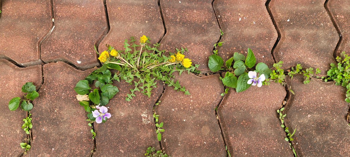 ๋ด๋ง์ด๊ฝ tweet media