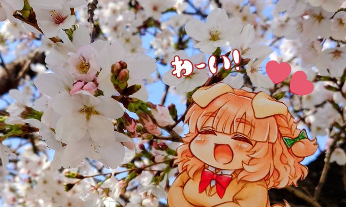 うららかな桜日和ですね🐷🌸 
