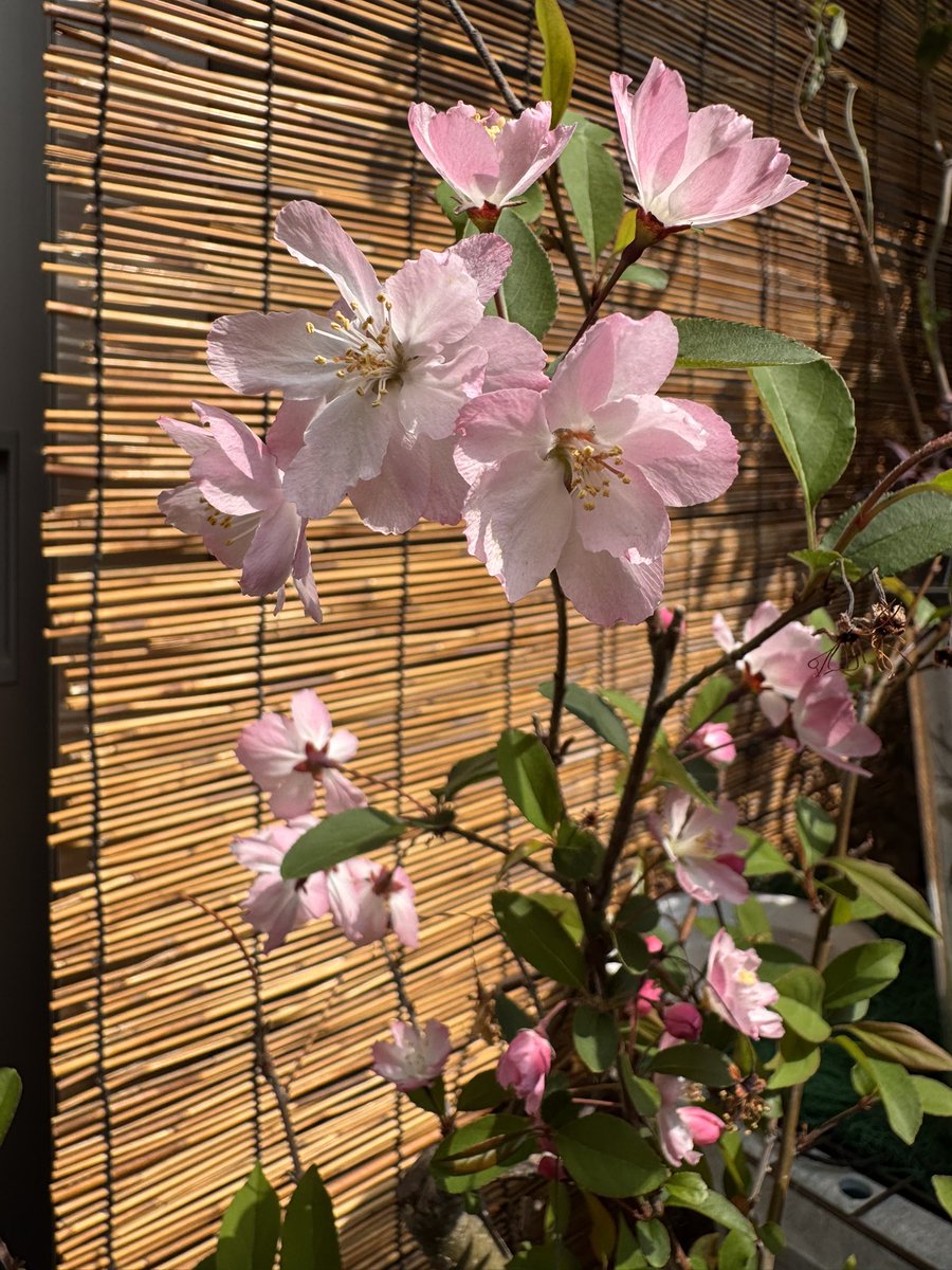 才口オトウフ tweet media