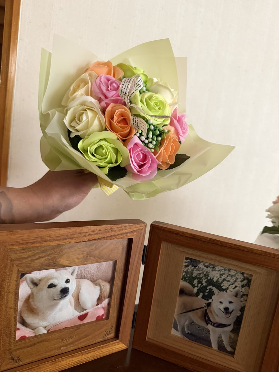 🐕MITSU🐈‍⬛🐈@FisT/Vo,G tweet media