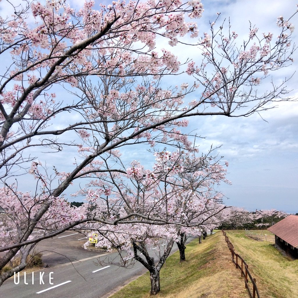 😈shirosaki😺🐶🎀 tweet media