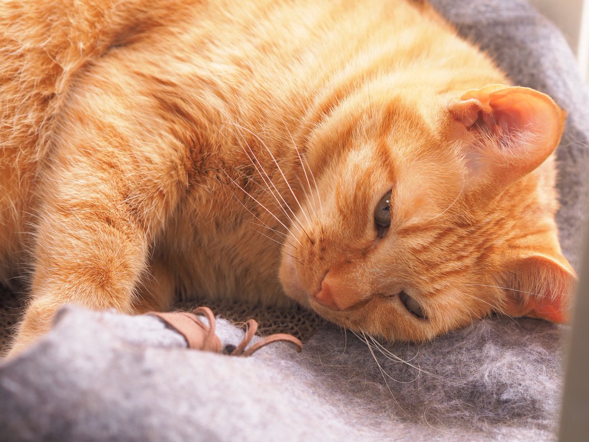 撮りたてほやほやのレイ🐈