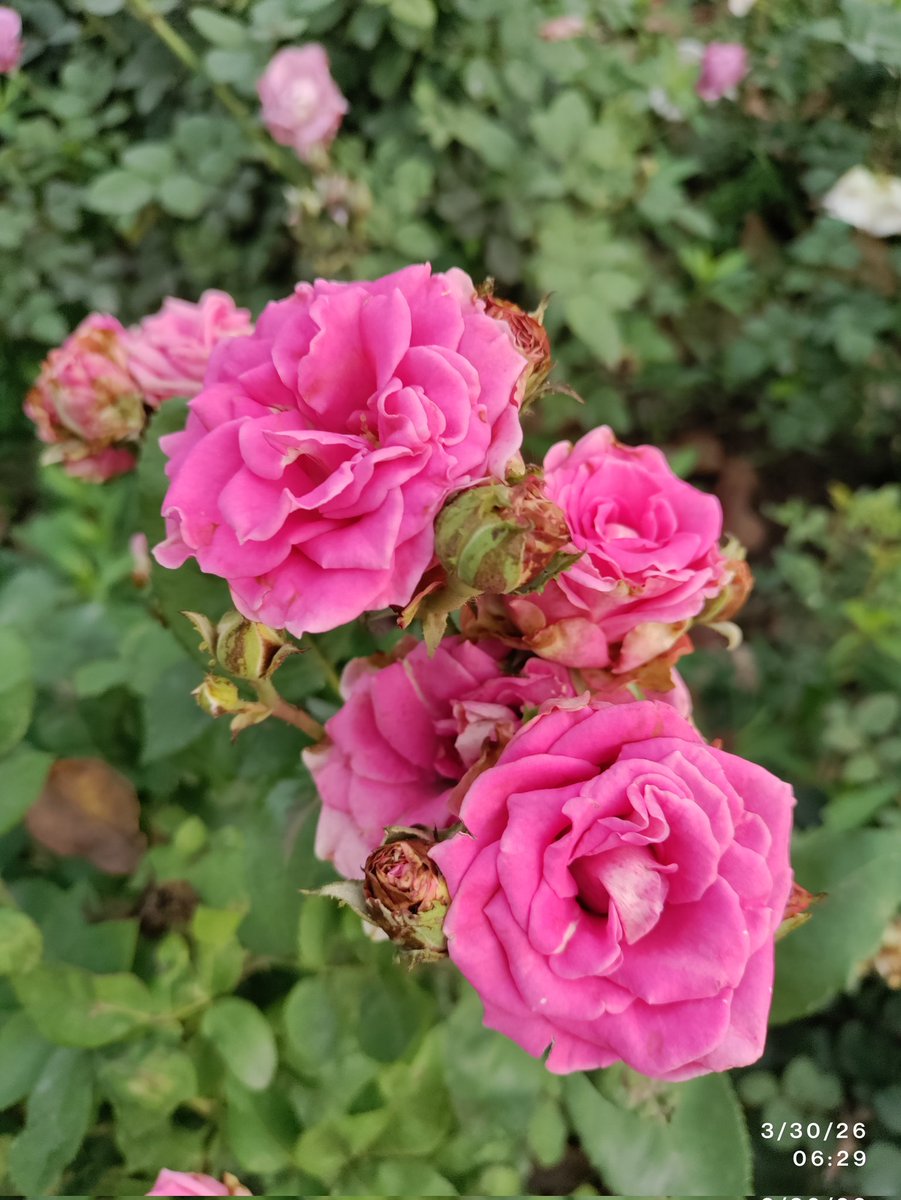 Humanity Inn tweet media