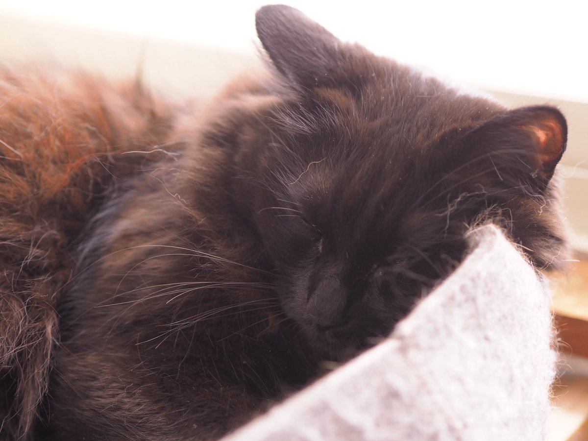 同じく撮りたてほやほやのトワ🐈‍⬛