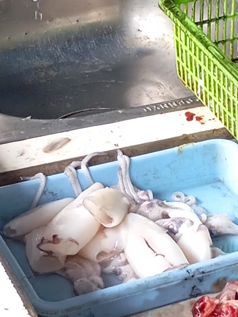 akun hewan | tapi bukan tweet media