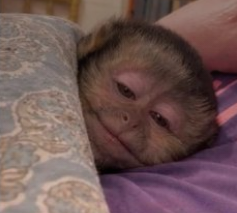 Pollyana tweet media