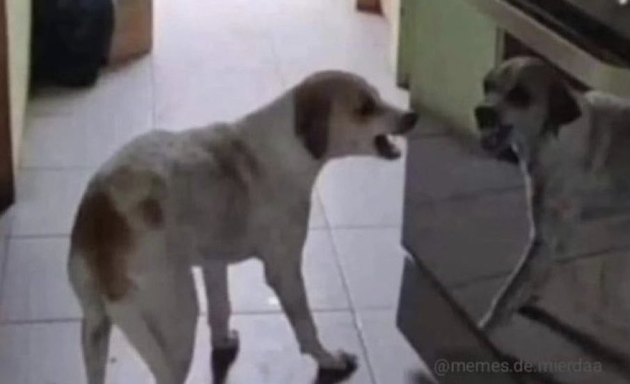 Abel Ixco fan account tweet media