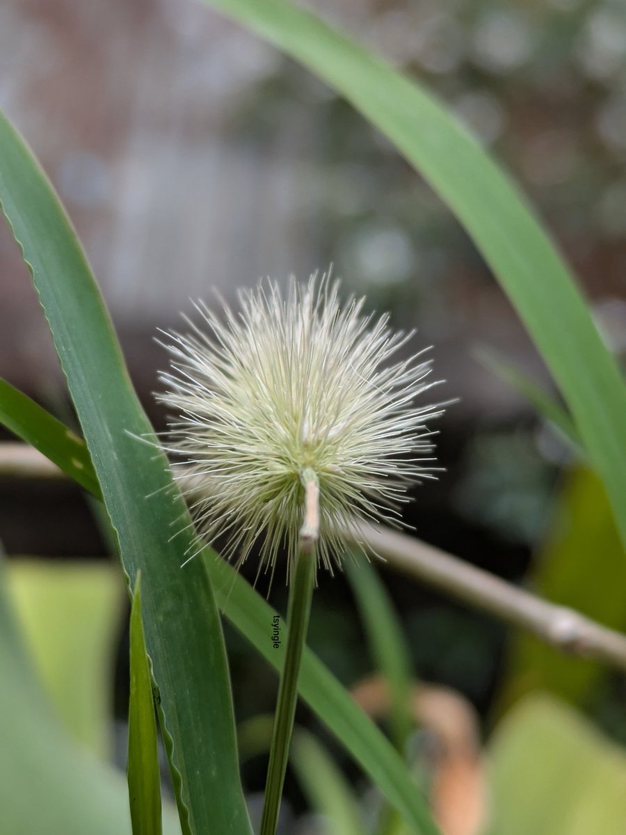 तुषार इंगळे tweet media