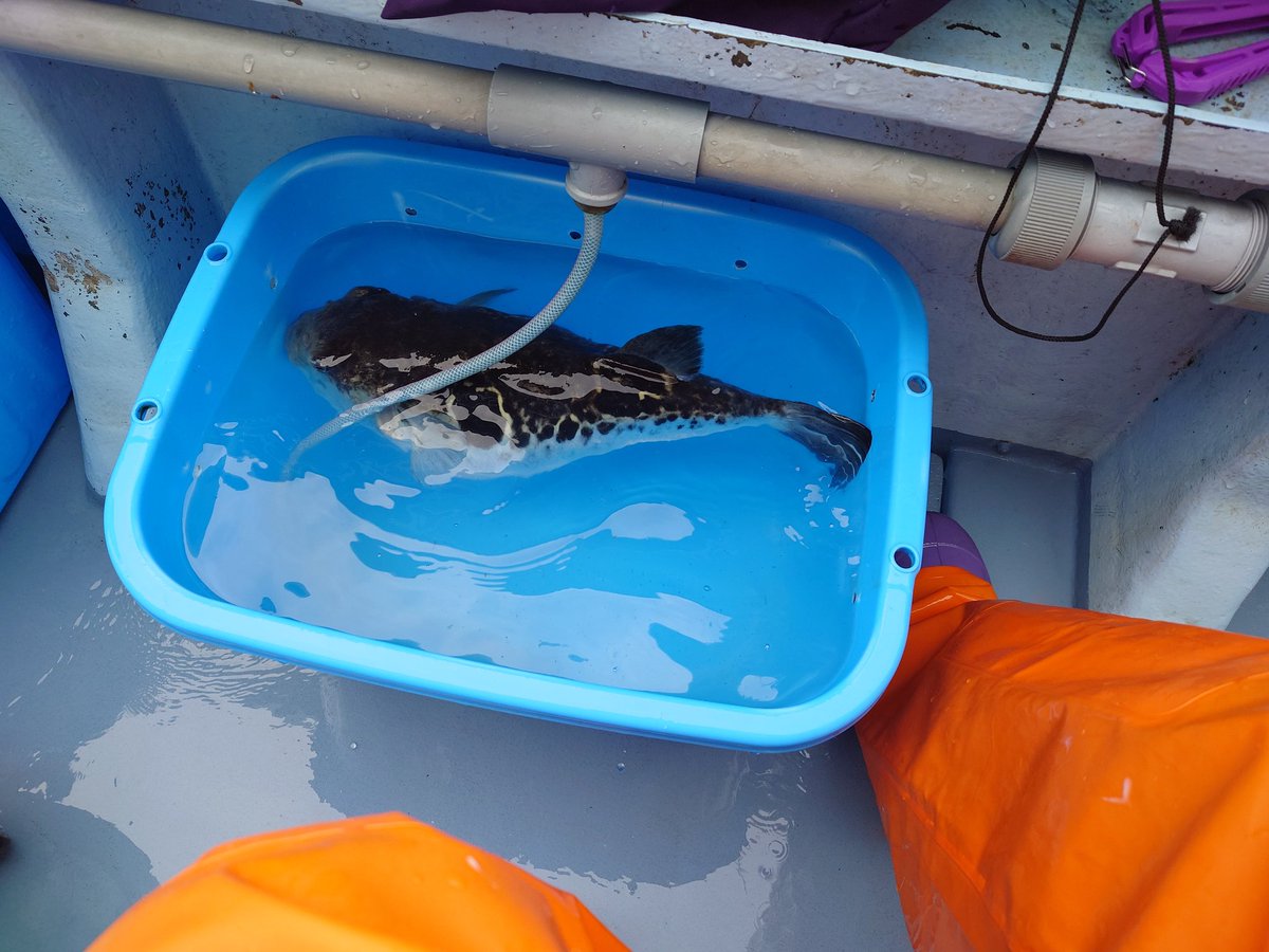 はくさい🐶釣り垢🎣 tweet media