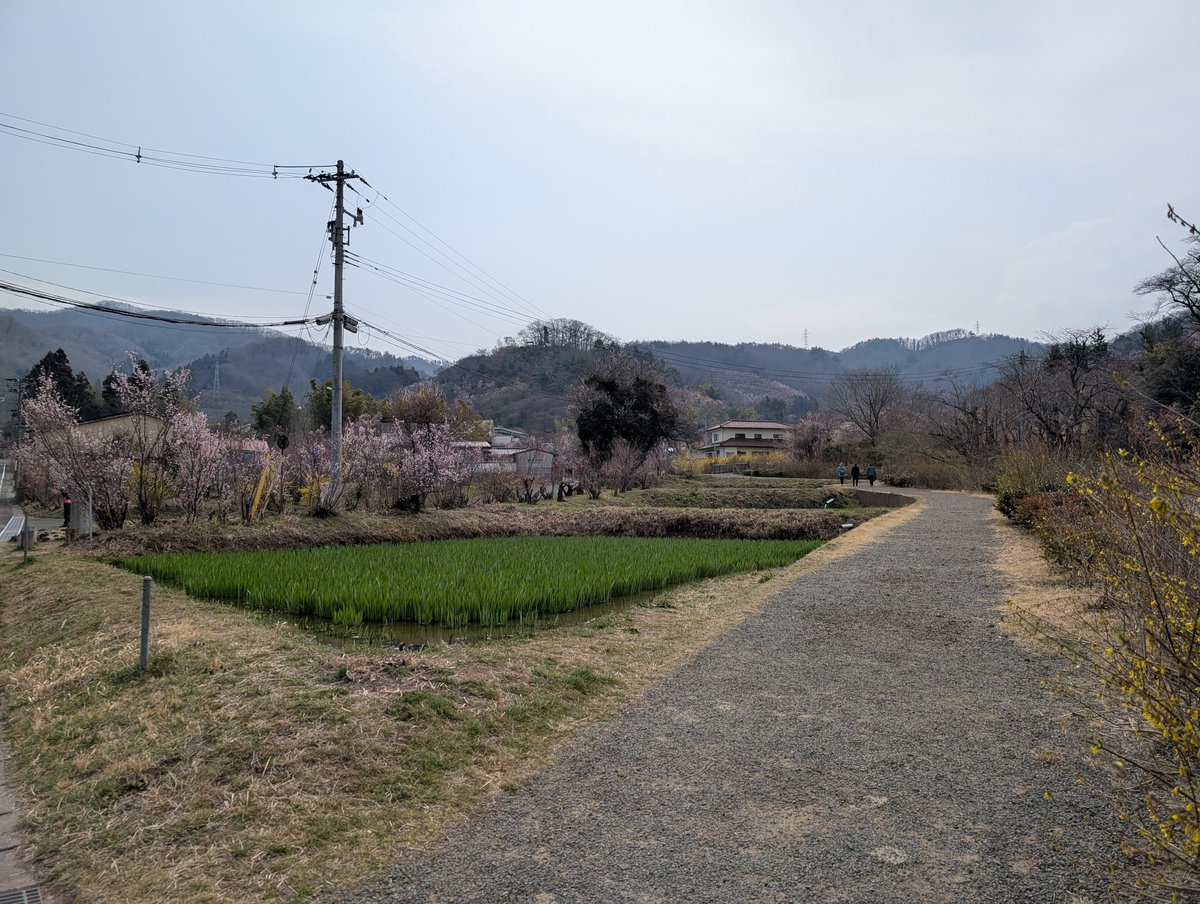 今日の花見山
＃きぼうの広場 入口の東海桜も開花して周辺も咲き始めています
今日は人出も多くなくゆっくりお花見するには丁度良いと思いますよ😄
明日からは観光バスツアーが来るらしく人も増えるかも、、お近くの方でお花見がまだの方は是非花見山へお出かけしてみては？
#花見山　＃福島　＃福島市