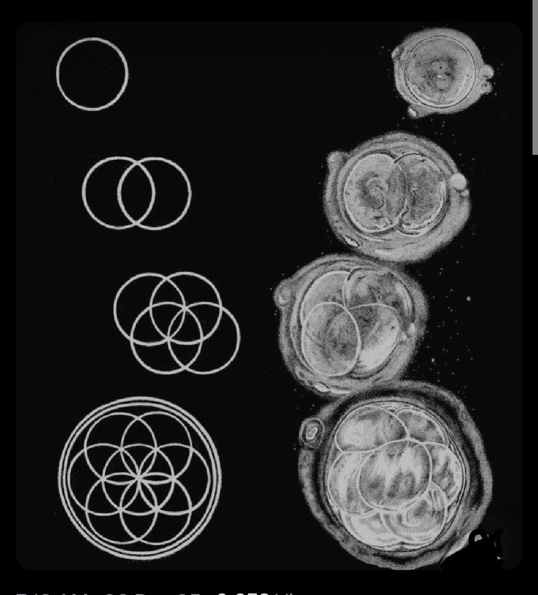 Plato's Stepchild tweet media