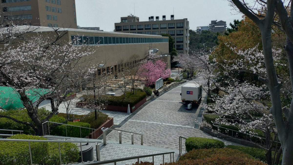 human_kobe's tweet photo. 有瀬キャンパス、桜が咲いてきました。新入生の皆さんを迎え入れる準備が整ってきました！
#春から神戸学院生　#有瀬キャンパス https://t.co/82clfWzZV5