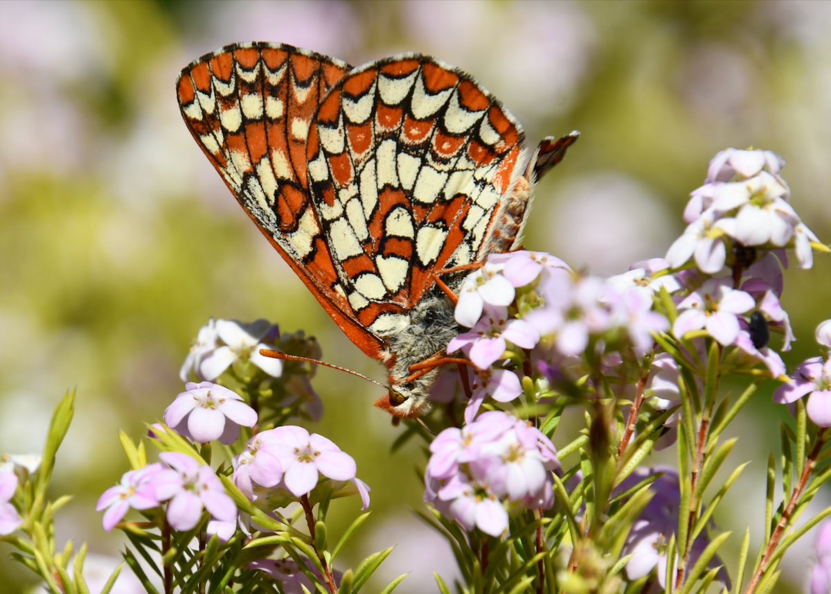 Beth Pratt tweet media