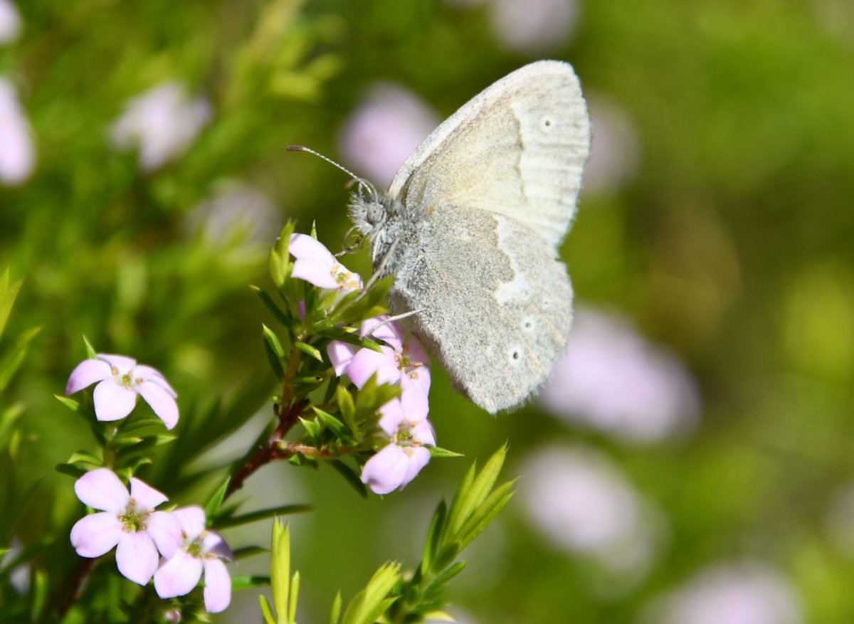 Beth Pratt tweet media