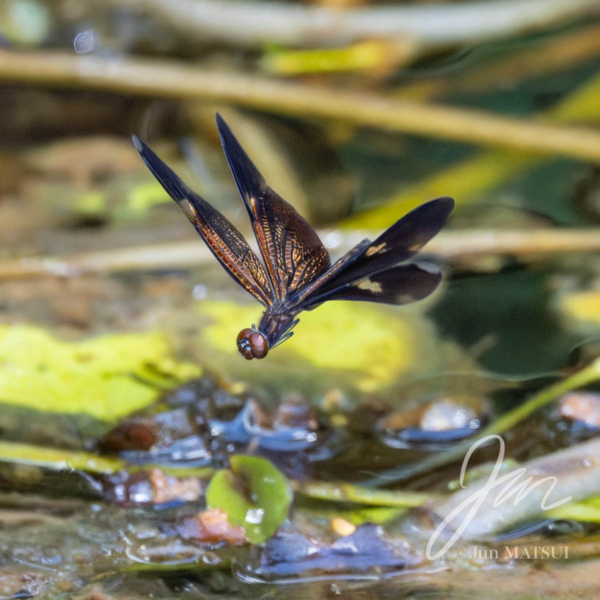 Jun MATSUI tweet media