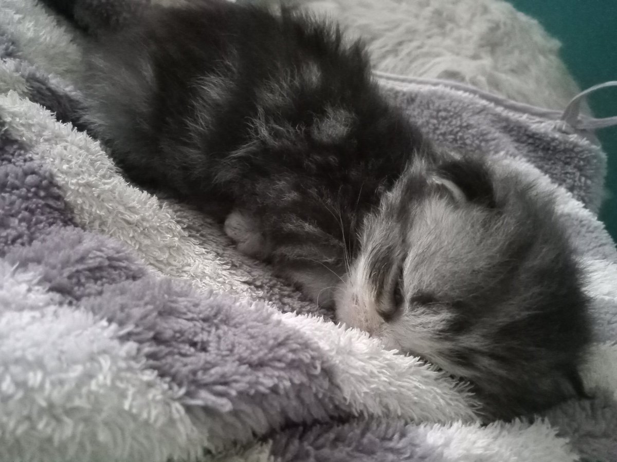 Tulip 🌷🩷 tweet media