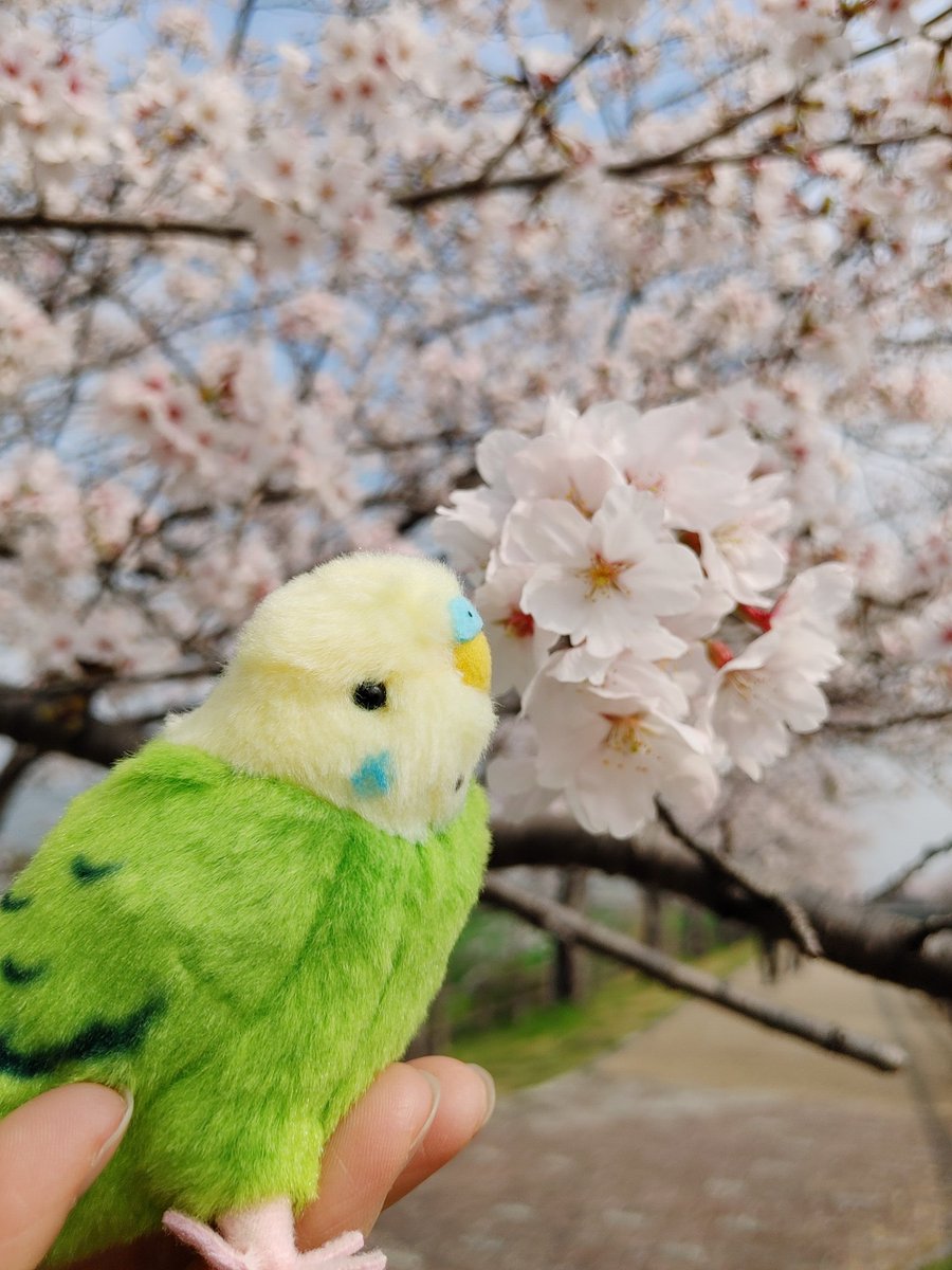 そらと tweet media