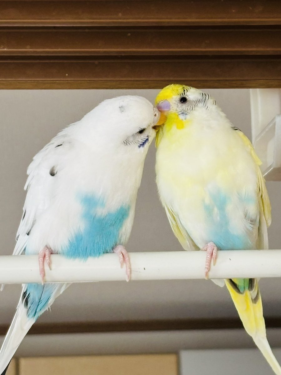 チュッチュッ🤍