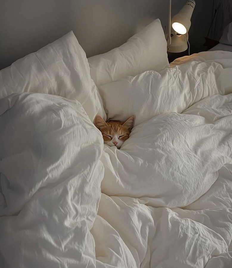 Cats with aura tweet media