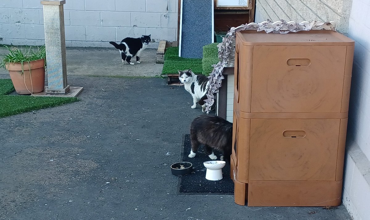 tuxsd's tweet photo. It's been a while since we've posted all is good. With the furkids at home and the 3 community cats I take care of at work https://t.co/FGxxH6RgMm