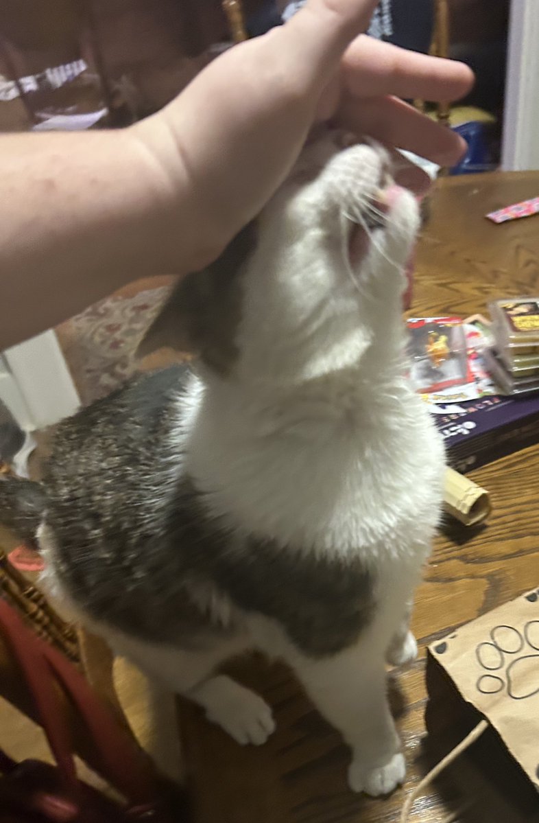 monkey & zoe ❤️ oreo 🌈 tweet media