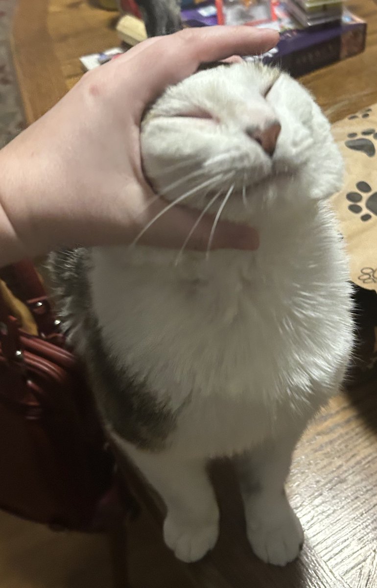 monkey & zoe ❤️ oreo 🌈 tweet media