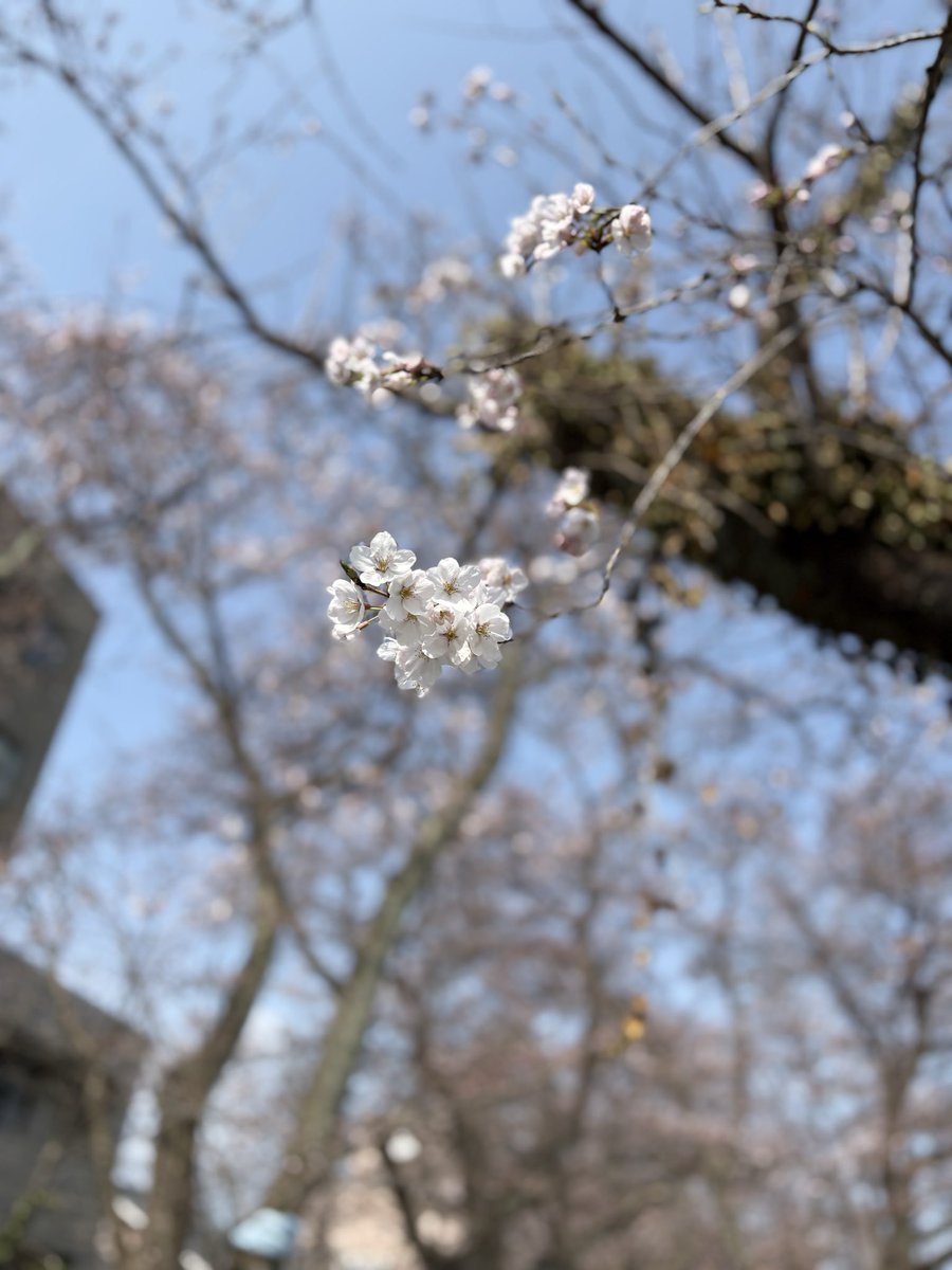 westbeeeell's tweet photo. 今年もふくい桜マラソンに参加
今年は桜が咲いててよかった
無事完走もしました🌸

#ふくい桜マラソン https://t.co/jtj6uh907k