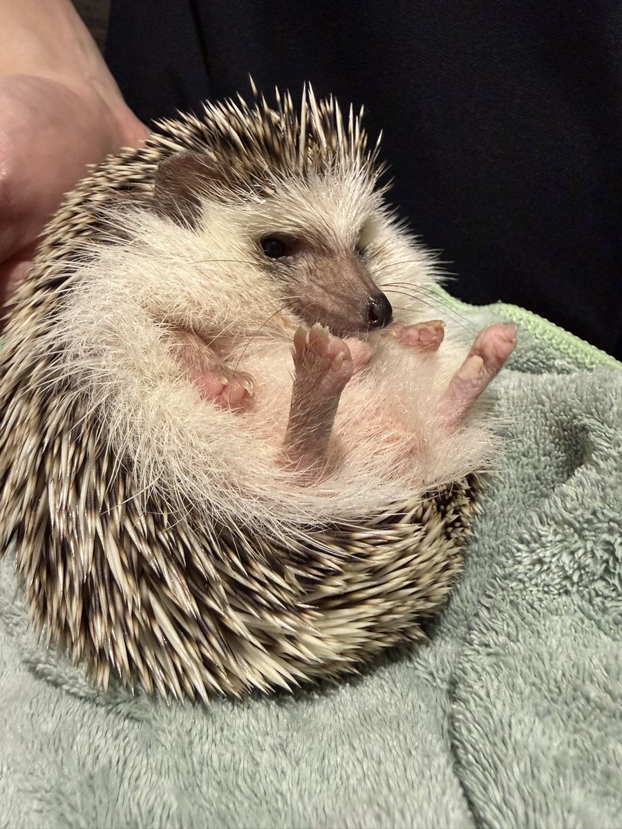 まろん tweet media