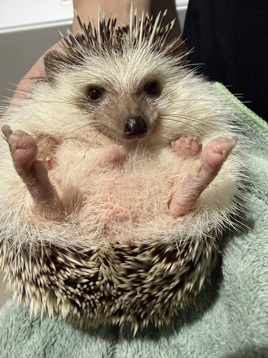 まろん tweet media