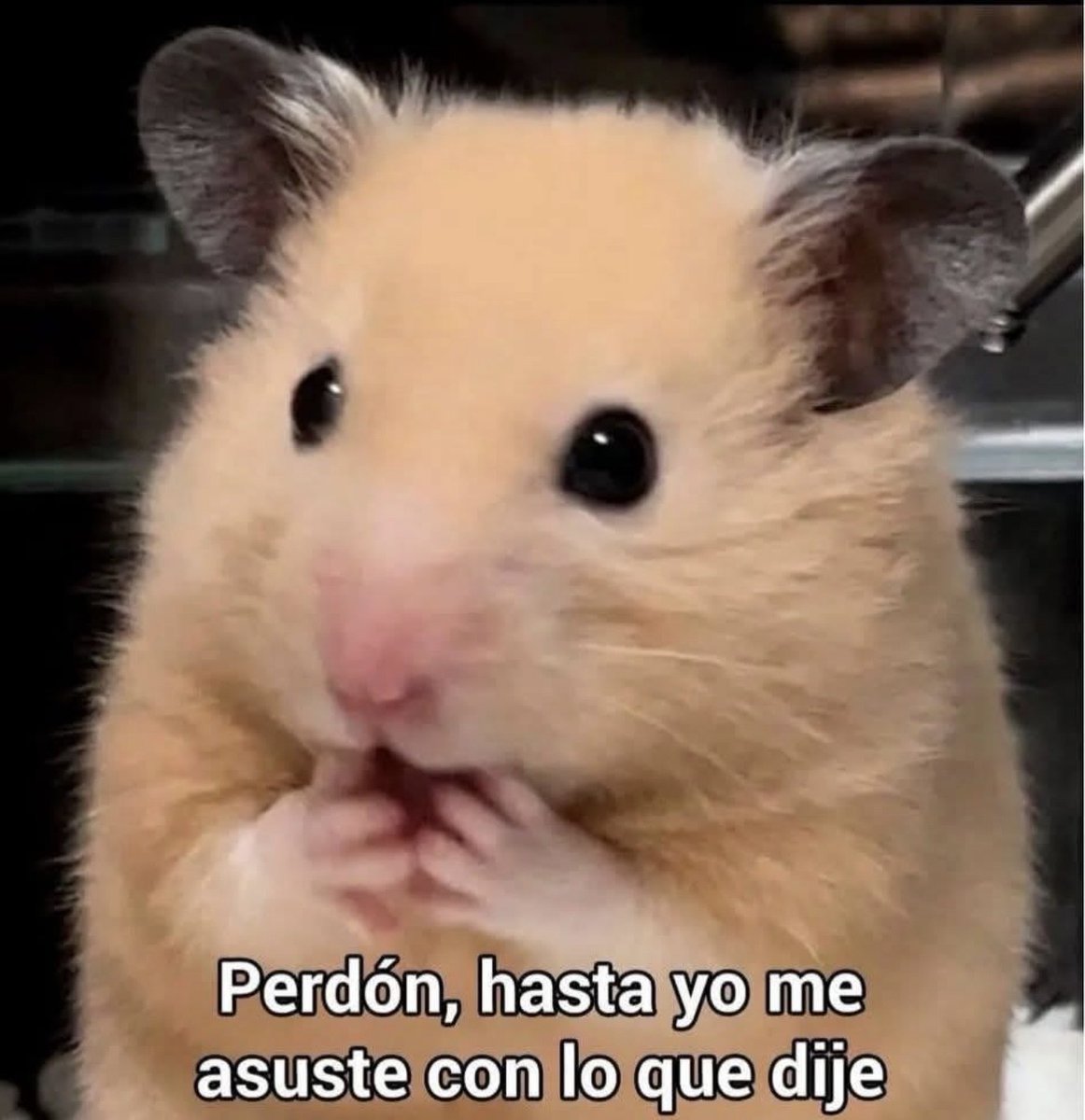 El Guarromántico tweet media