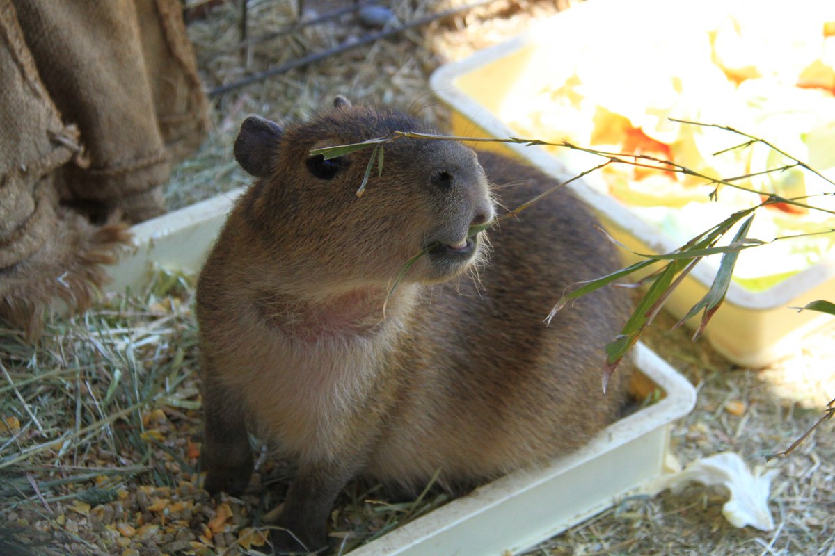 #カピバラ #袖ケ浦ふれあいどうぶつ縁
マリー家のちびちゃん
３か月になったということで、もうすぐお外デビュー
2026/3/26