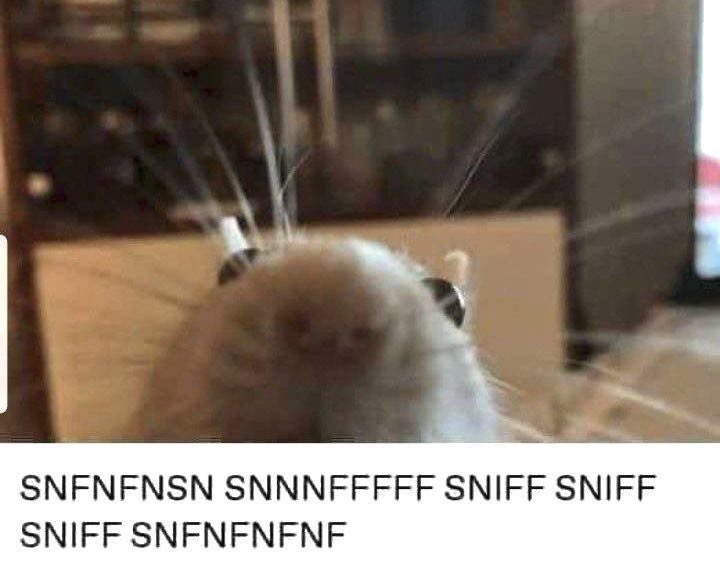 TrashPanda tweet media