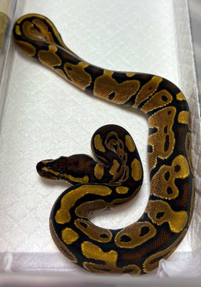 39Reptiles!サンキュー爬虫類 tweet media