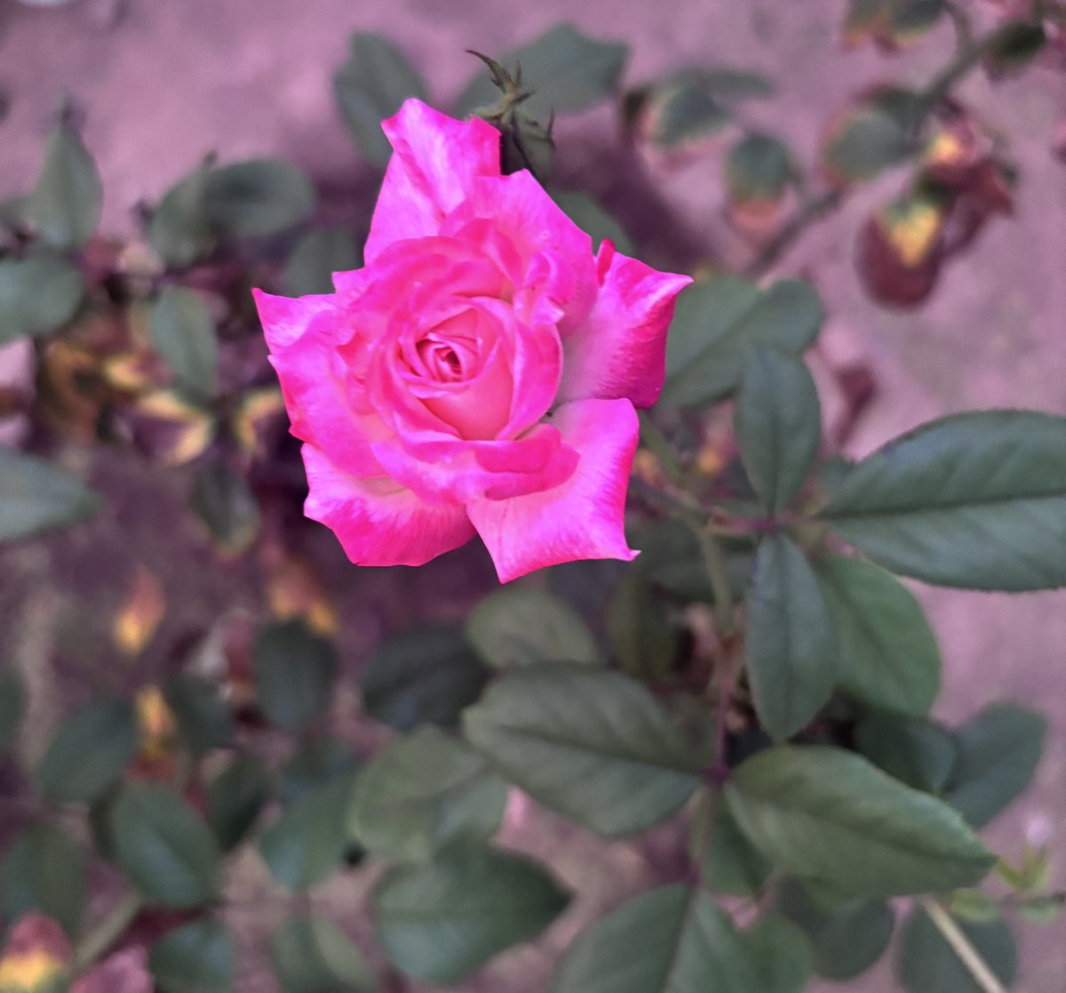 Bwrites17 tweet media