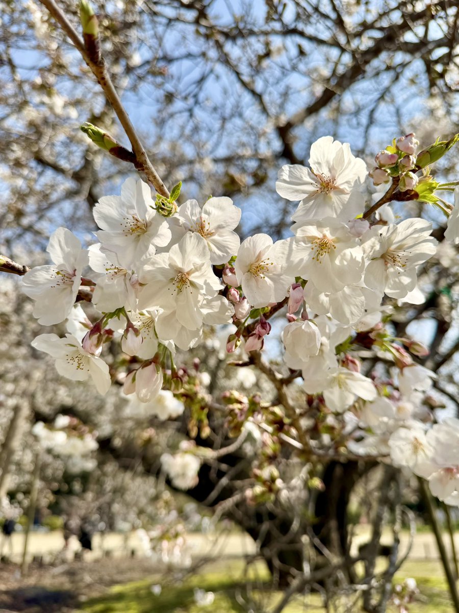 Take on mon（タケオンモン） tweet media