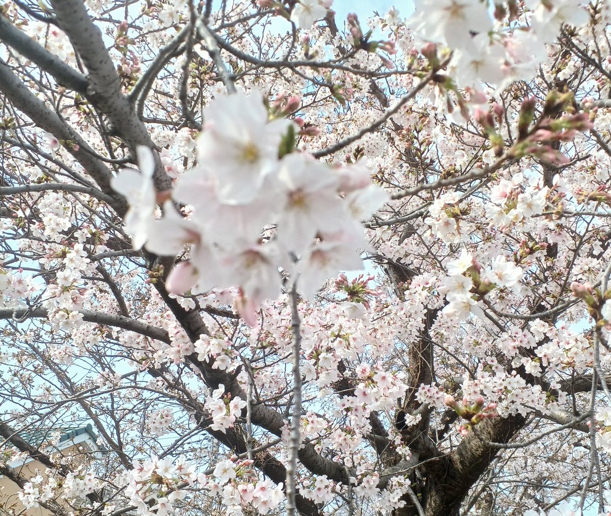 ワイズファクトリー tweet media