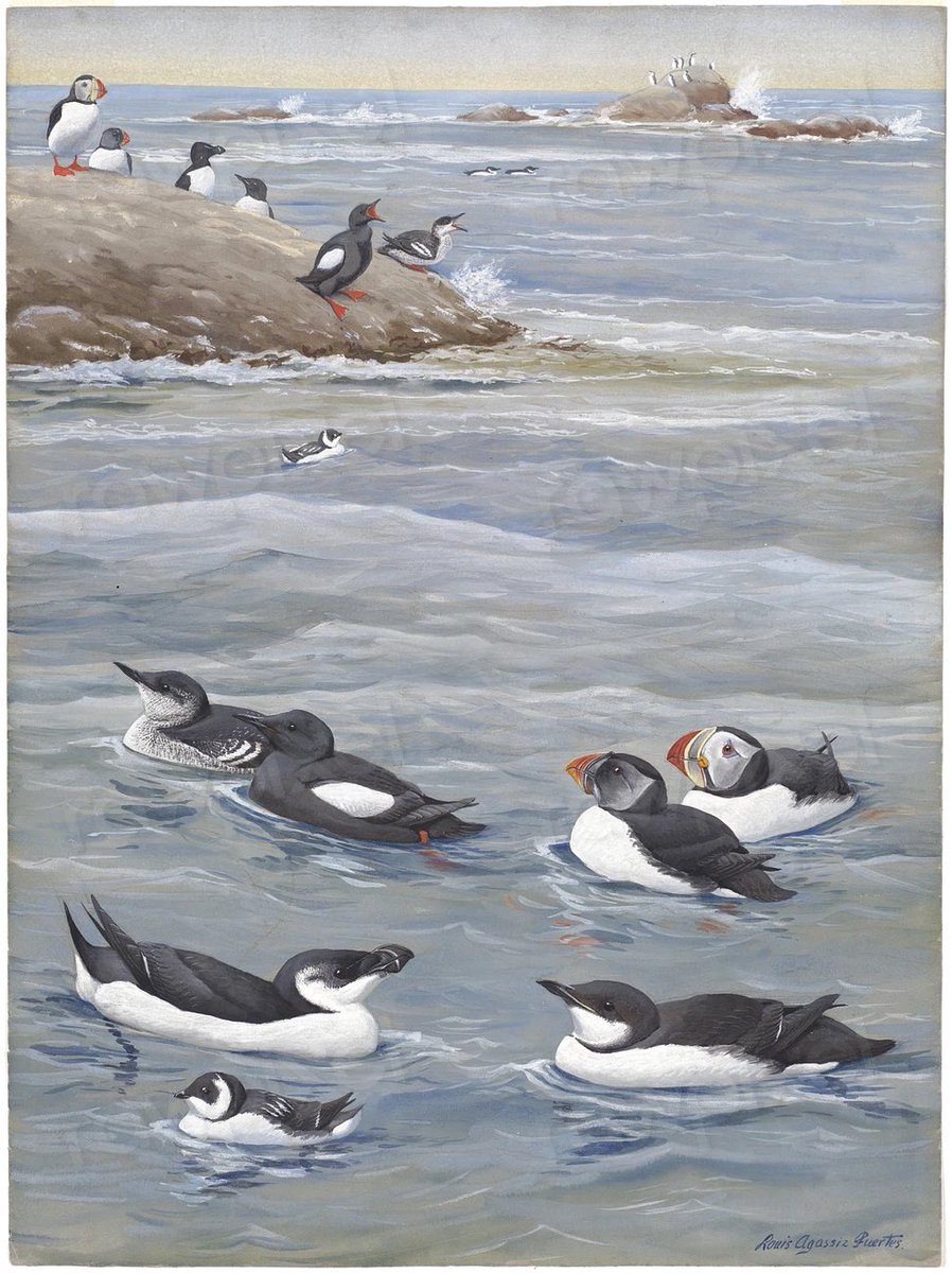 Puffins Daily tweet media