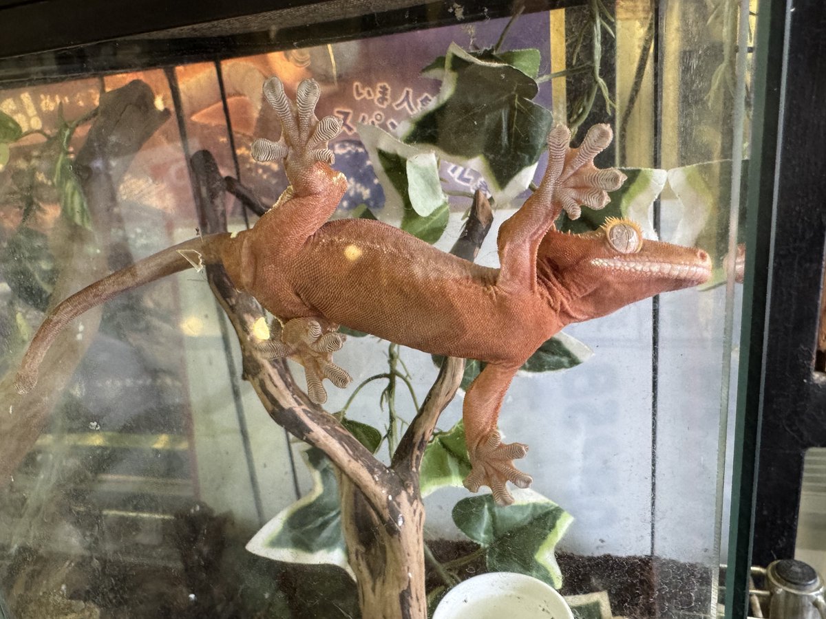 🍺こう🦎🍻🍢 tweet media