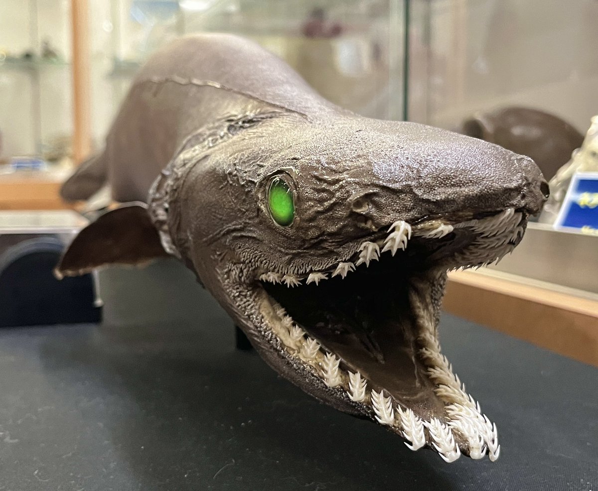 おはラブカ❣️
こちら深海ザメのラブカです！🦈

見てください👀　この大きな口！
そして口中に並んだ特徴的な鋭い歯を！
これでイカ🦑などの柔らかい獲物を
効率よく捉えているのでしょうね＾＾

MITOSUIのイベントでシャレコーベミュージアムに展示されていました♪
1.5m程の見事な剥製です＾＾　🦈