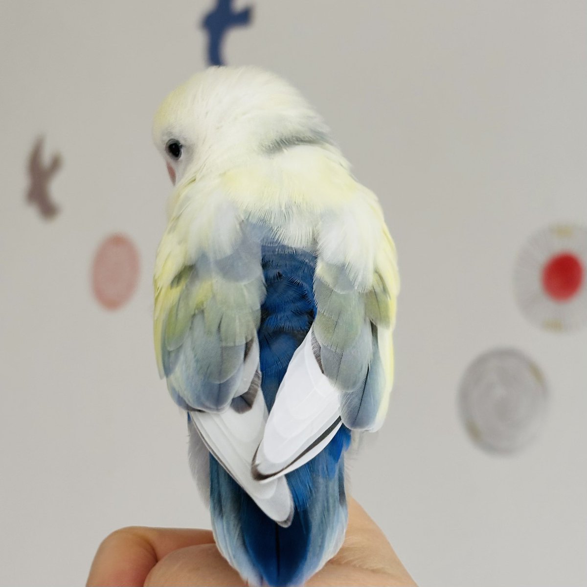 mayumi*🕊 tweet media