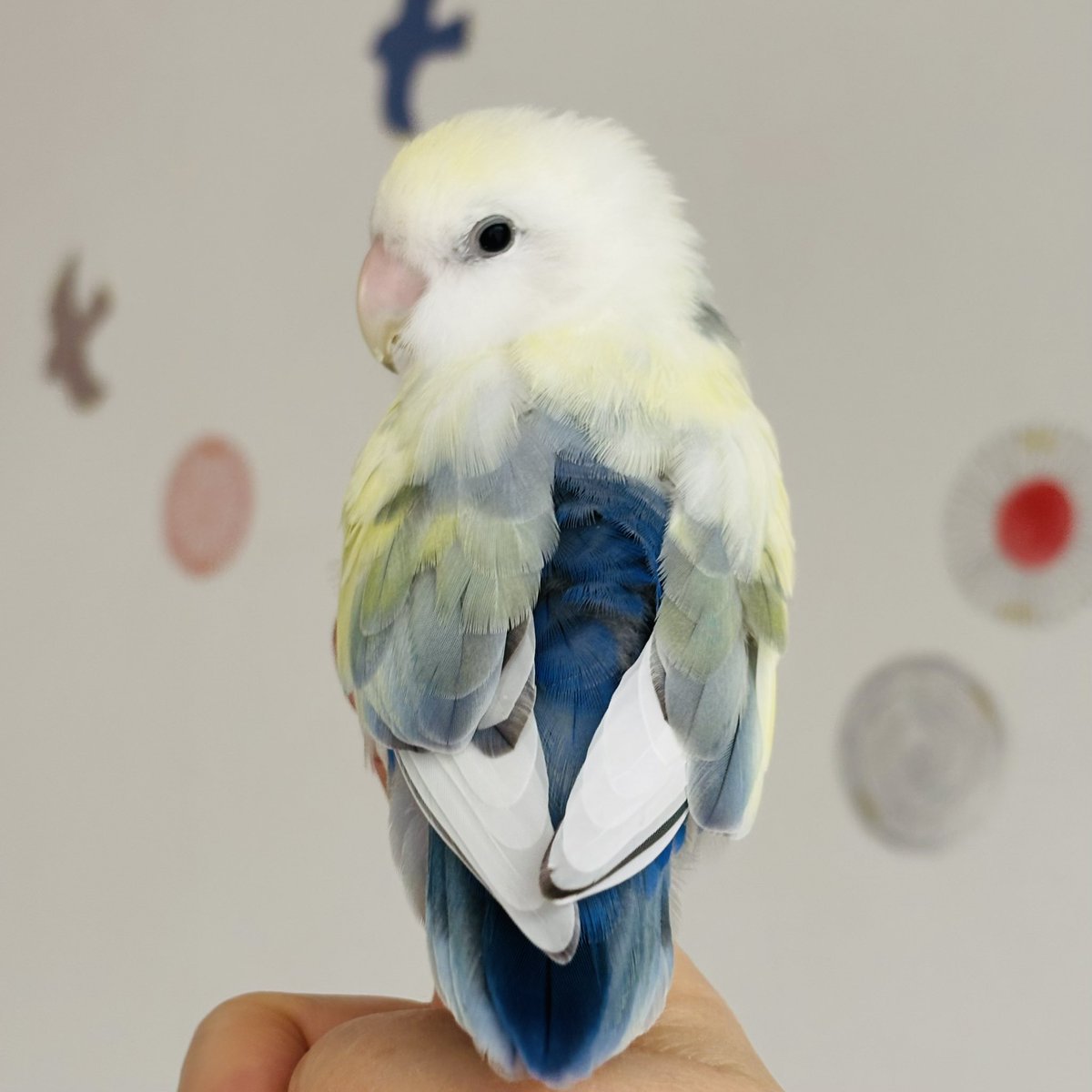 mayumi*🕊 tweet media