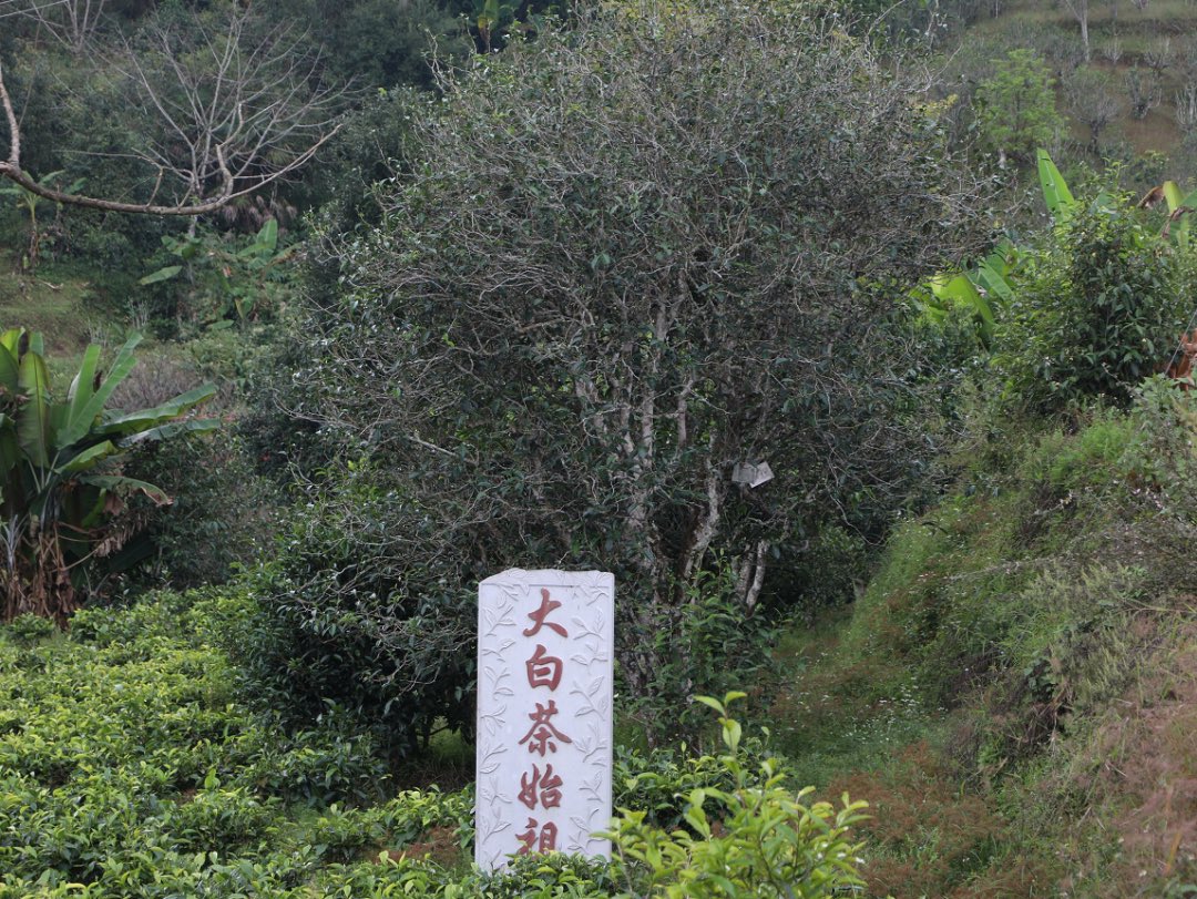 AmazingPuer's tweet image. Taste Pu’er—Jinggu White Tea 🍃✨

A true standout among white teas: rich in aroma &amp;amp; flavor 🌸
Honey notes blend with a hint of rose, smooth and lingering—even after many brews ☕💫

#PuerTea #WhiteTea #TeaLovers #YunnanTea #TeaTime