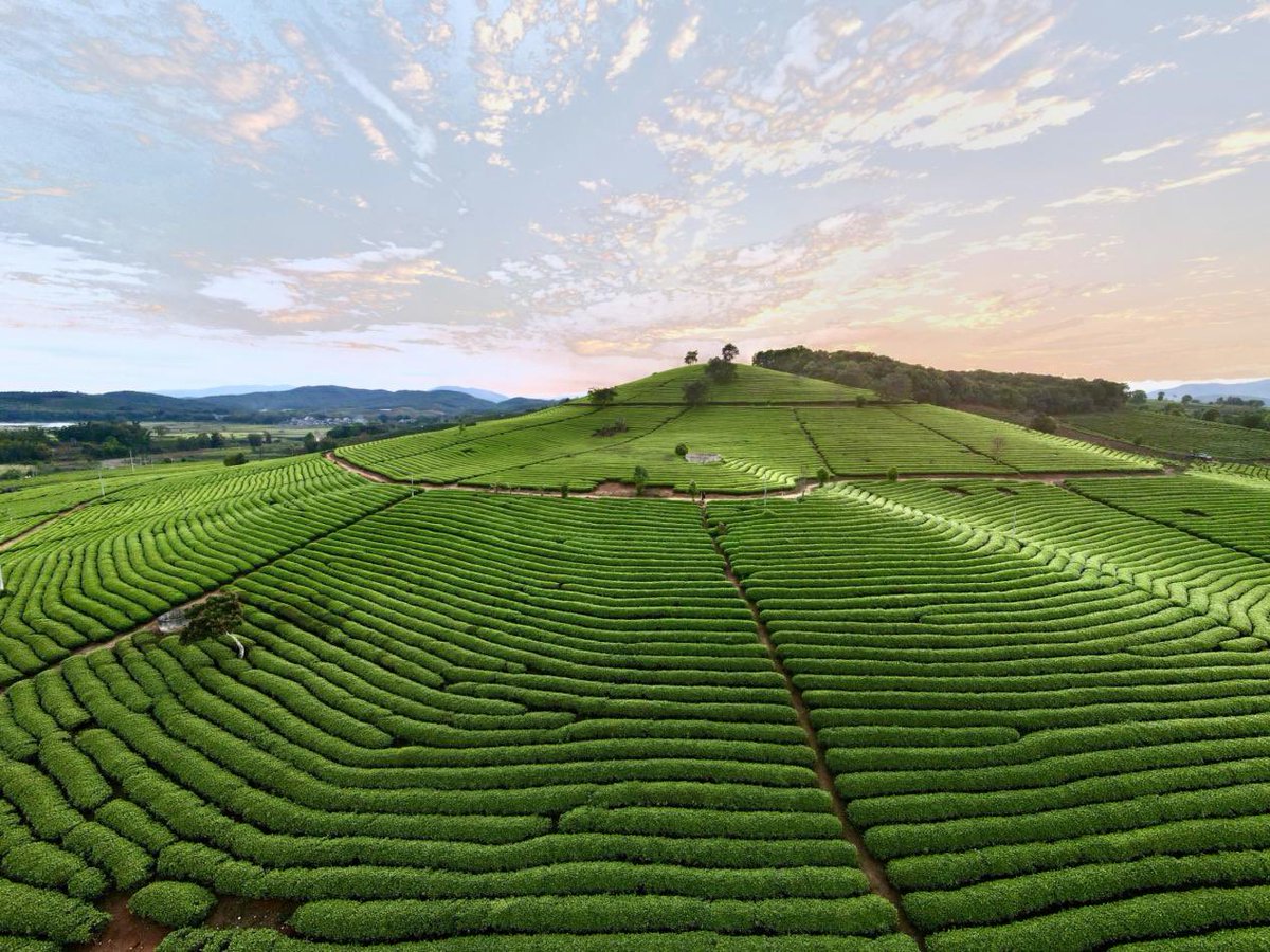 AmazingPuer's tweet image. Taste Pu’er—Jinggu White Tea 🍃✨

A true standout among white teas: rich in aroma &amp;amp; flavor 🌸
Honey notes blend with a hint of rose, smooth and lingering—even after many brews ☕💫

#PuerTea #WhiteTea #TeaLovers #YunnanTea #TeaTime